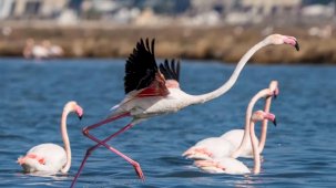 İzmir’de Flamingo Yolu turları bayramda da devam ediyor