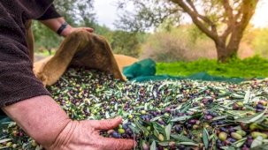 İzmir’de Uluslararası Zeytin Zirvesi... 13 ülkeden uzmanlar buluşuyor