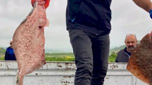 Karadeniz’de yasa dışı avcılığa geçit yok! 500 kilogram kalkan ele geçirildi