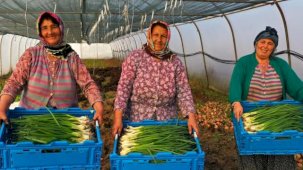 Kocaeli’de seracılık, Büyükşehir’le yaygınlaşıyor