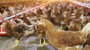 Kümes hayvancılığında artış! Yaklaşık 2 milyar adet yumurta üretildi