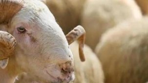Kurban alırken nelere dikkat edilmeli?