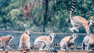 Lemur ailesinin yeni üyesi sevimli “Zabumafu” oldu