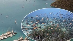 Mapa Şamandıra Sistemi ile denizler ve koylar koruma altında