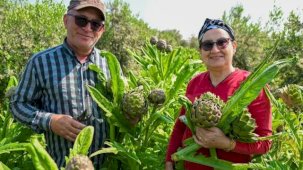 Mersin'de enginar yumrusu desteği ilk hasadını verdi