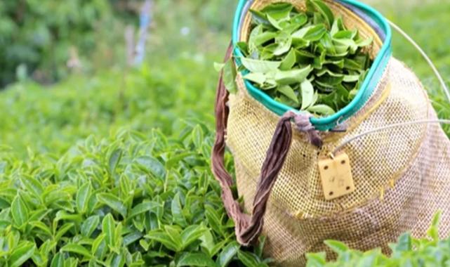 Yaş çay alım fiyatı kilogram başına 35 TL oldu