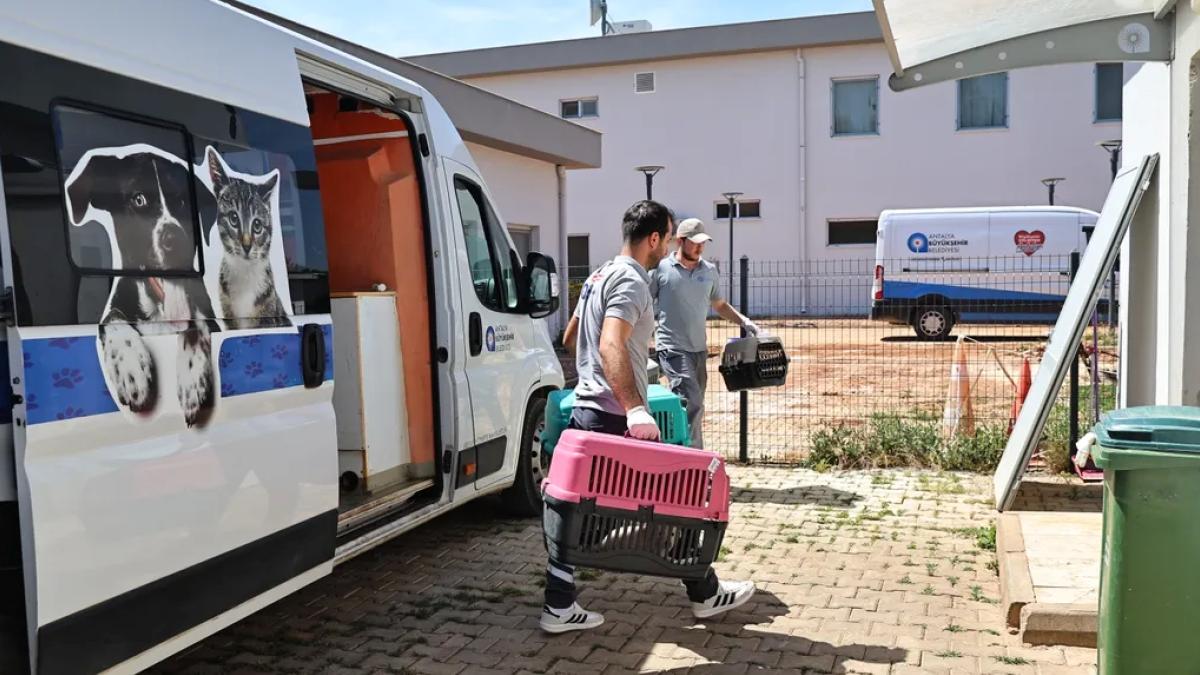 Antalya’da hayvan ambulansı can dostların imdadına
