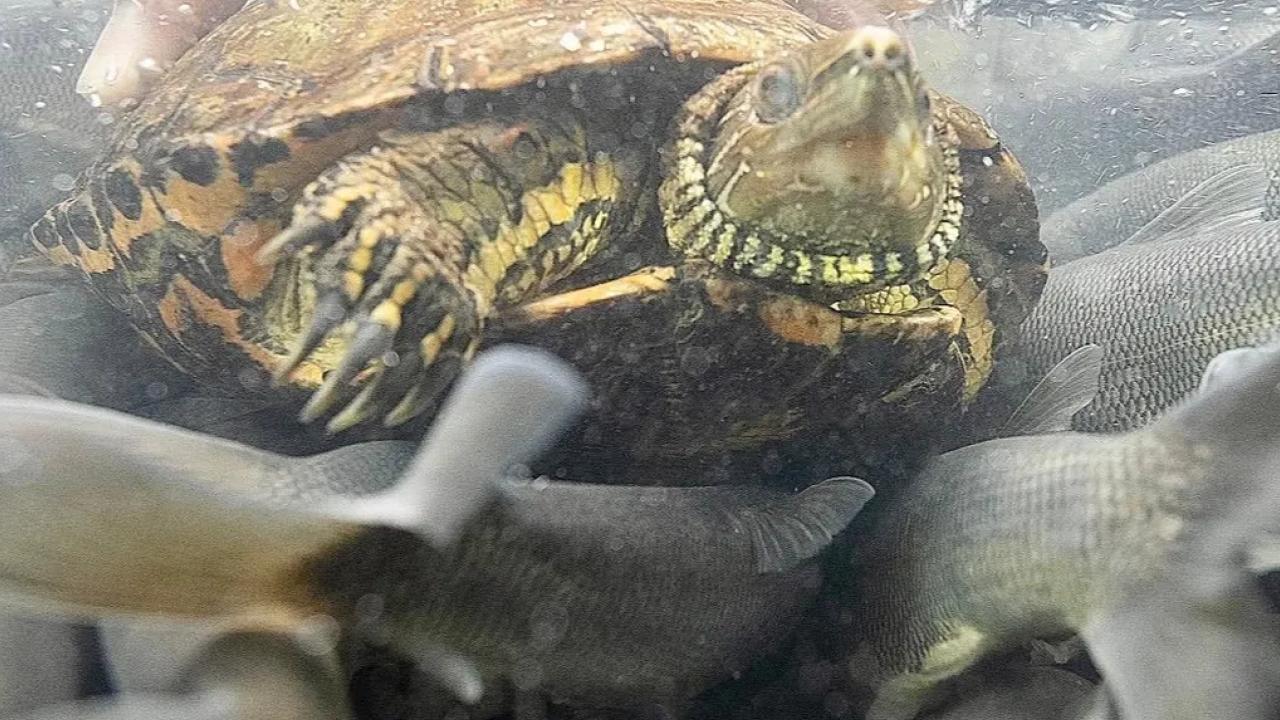 İnci kefalinin göçünde dikkat çeken kare... Kaplumbağa ve balıklar aynı kadrajda