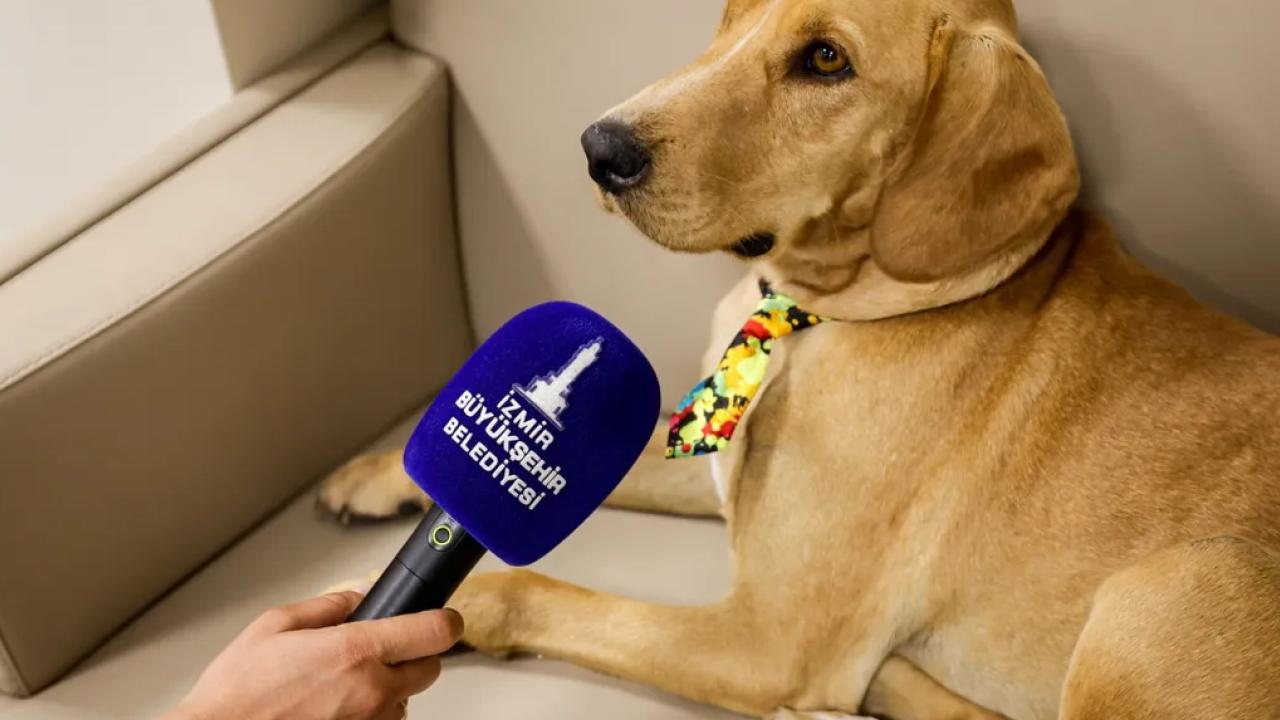 İzmir'de patili dost Bal, merkezin neşesi oldu