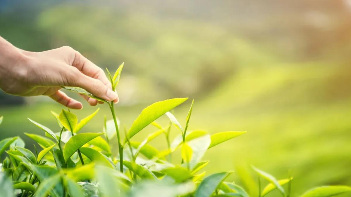 Karadeniz'de yeni sezonun ilk hasadı