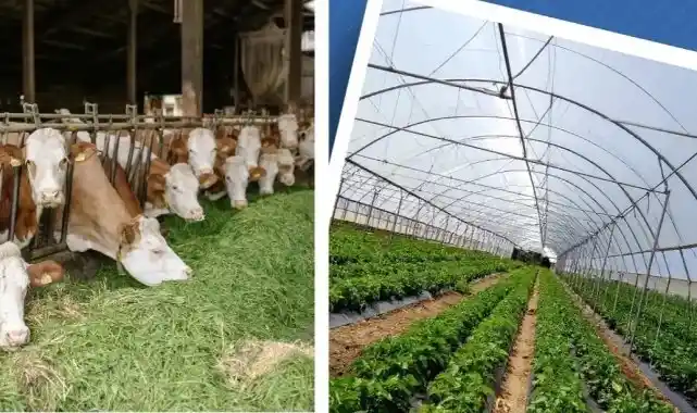 Kırsal Kalkınma Yatırım Programı başvuruları 3 Temmuz'a uzatıldı