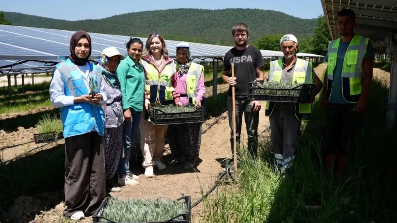 Samsun'da GES sahasında Agrivoltaik Tarım Uygulaması