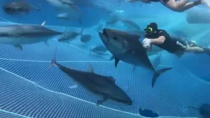 Alanya açıklarında 28 orkinos uydu vericisiyle takibe alındı