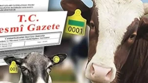 Hayvan küpeleme sisteminde yeni dönem... Karekod geliyor, il kodlu küpelerin süresi uzatıldı