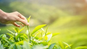 Karadeniz'de yeni sezonun ilk hasadı