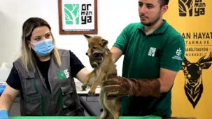 Yavru tilki Ormanya’da şifa buluyor