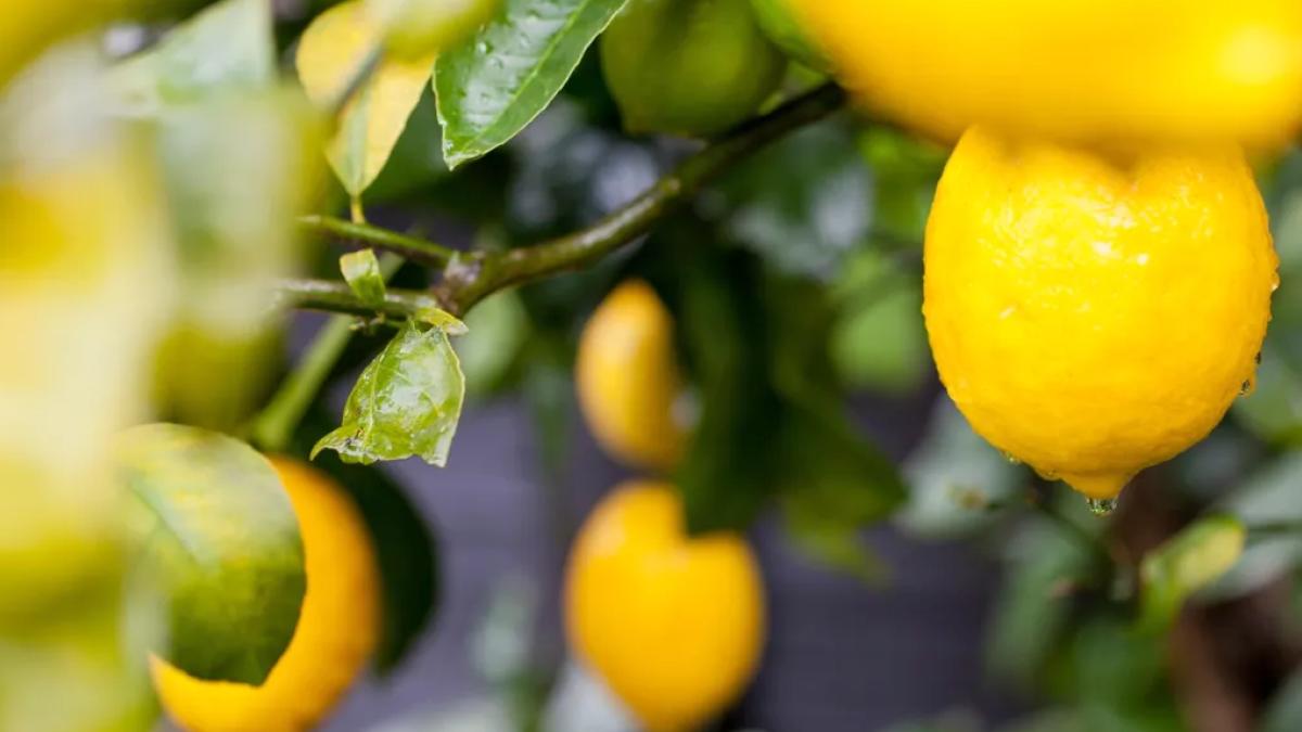 Türkiye’nin limon ihracatı 22 yılda 2,5 kat arttı