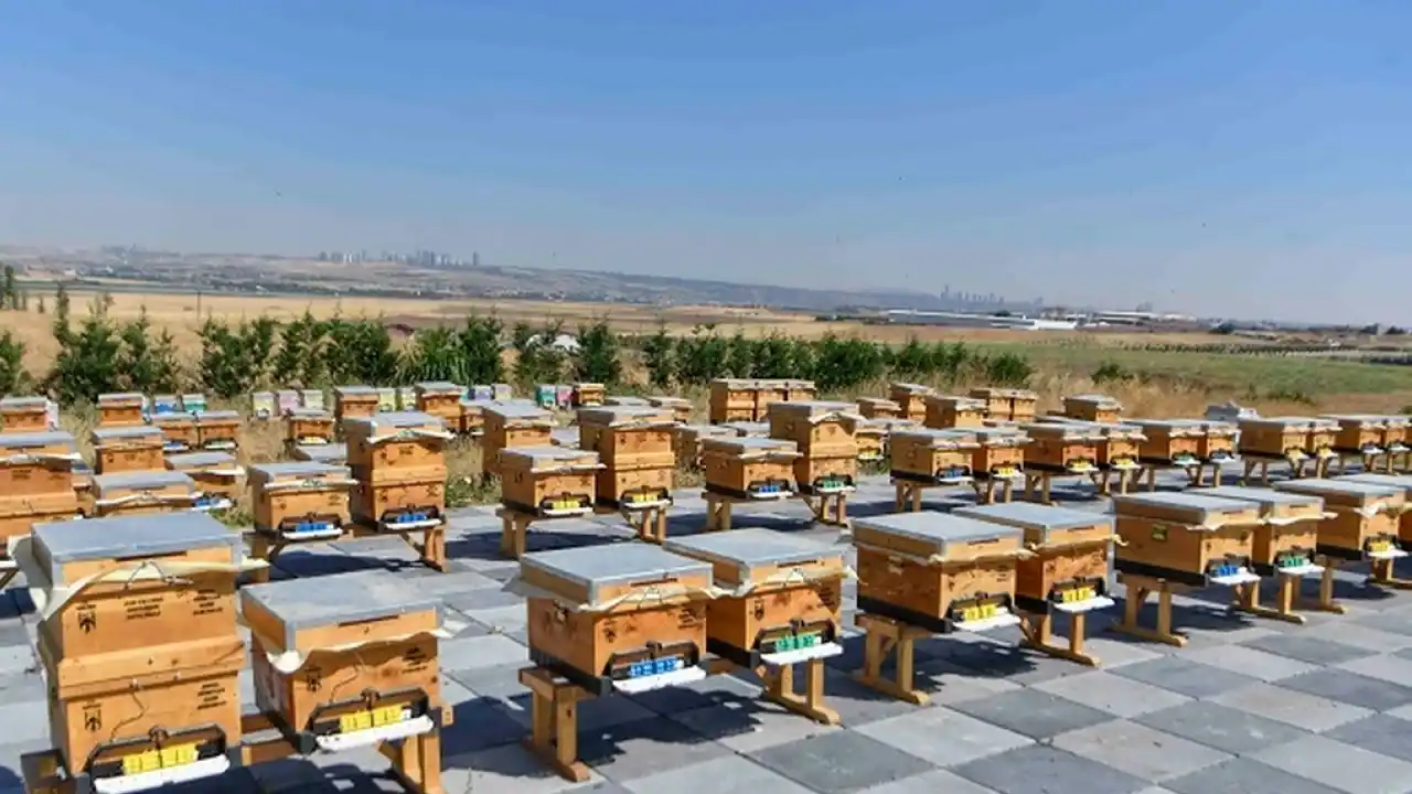 ABB'den arıcılığa destek