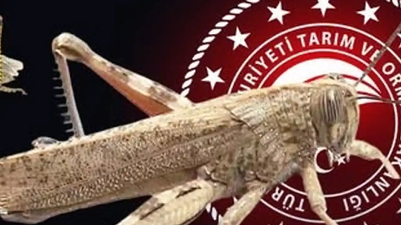 Bakanlıktan 'çekirge istilası' açıklaması... Ekonomik zarar oluşturan popülasyon yok