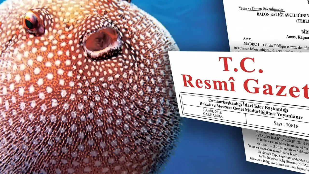 Balon Balığı avcılığı destekleri artırıldı