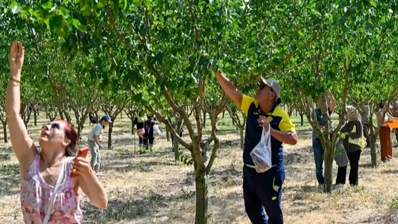 Başkentliler Ata Çiftliği'nde hasat yaptı