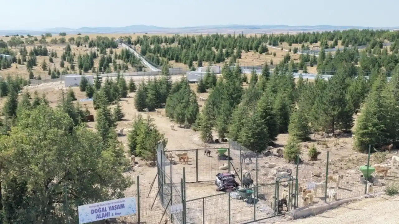 Eskişehir Büyükşehir’den sahipsiz hayvanlara yeni proje