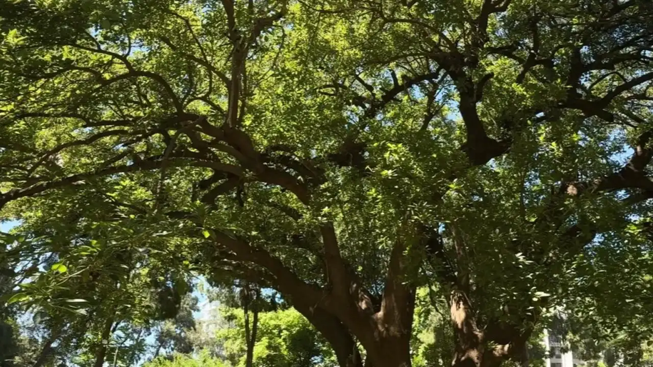 İzmir'de Kültürpark’ın köklerine yolculuk