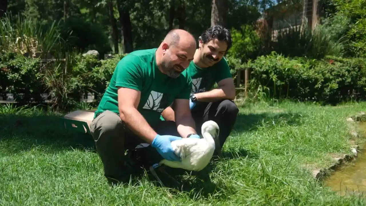 Kocaeli Ormanya’da 4 yavru leylek koruma altında
