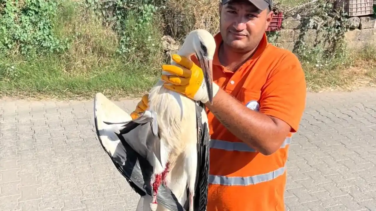 Muğla Milas'ta yaralı leyleğin imdadına yetişti