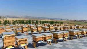 ABB'den arıcılığa büyük destek