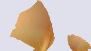 Altın Karınca Ödülleri'ne başvurularda son günler