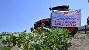 Ankara'da domates güvesine karşı “Akıllı Böcek” projesi