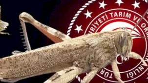 Bakanlıktan 'çekirge istilası' açıklaması... Ekonomik zarar oluşturan popülasyon yok