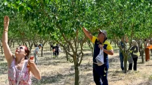 Başkentliler Ata Çiftliği'nde hasat yaptı