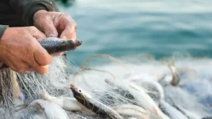 Egeli ihracatçılar Türkiye'nin su ürünleri ve hayvansal mamuller ihracatında liderliğini pekiştirdi