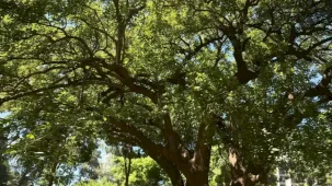 İzmir'de Kültürpark’ın köklerine yolculuk