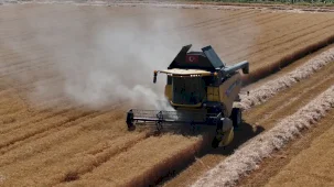 Konya'da Altınekin'de ilk hasat