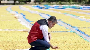 Malatya kayısısında bereket