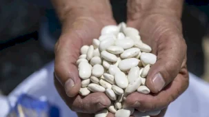Mersin Büyükşehir’den Leklek fasulyesine destek