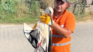 Muğla Milas'ta yaralı leyleğin imdadına yetişti