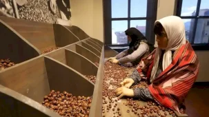 Ordu’da fındığın hikayesi ilgi çekiyor