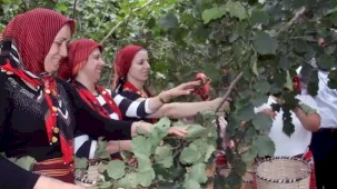 Ordu’da fındık hasadında işçi sorununa çözüm