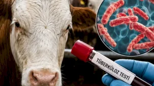Sığır tüberkülozuyla mücadelede yeni dönem... Test süreleri kısaldı, arilik şartları değişti