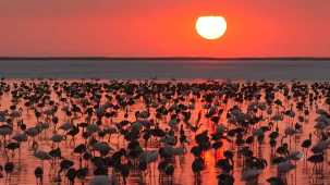 Tuz Gölü'nde flamingo sevinci