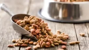 Yeni yapılan 31 bilimsel araştırmaya göre, vegan köpek maması ve vegan kedi mamasının iyi sindirildiğini ortaya koydu