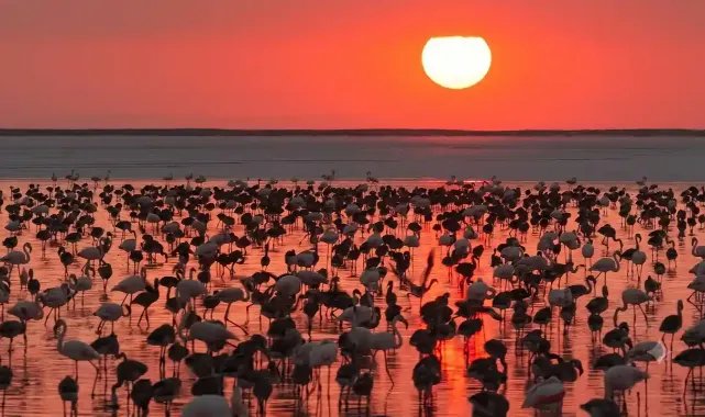 Tuz Gölü'nde flamingo sevinci