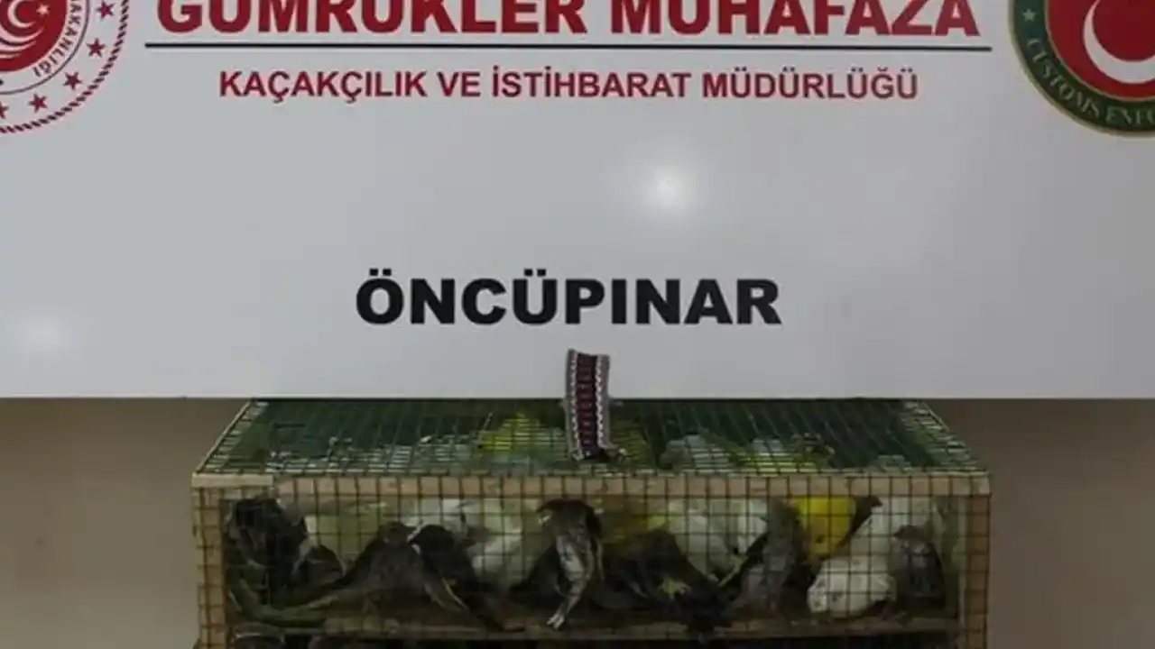 Gümrük Muhafaza'dan kaçakçılığa darbe! 2026'da 58 bin 519 canlı hayvan kurtarıldı