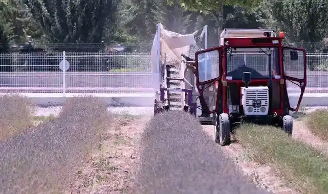 Karatay'da lavantanın hikayesi başlıyor