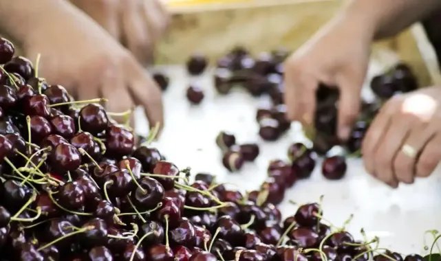 Kiraz ihracatı 2025'in yaralarını sardı
