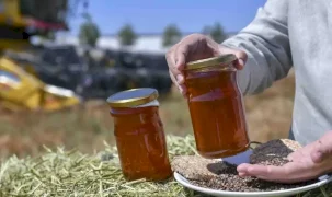 Ankara’da karabuğdayın ilk hasadı yapıldı